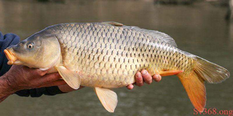 Mơ thấy cá chép cụ thể