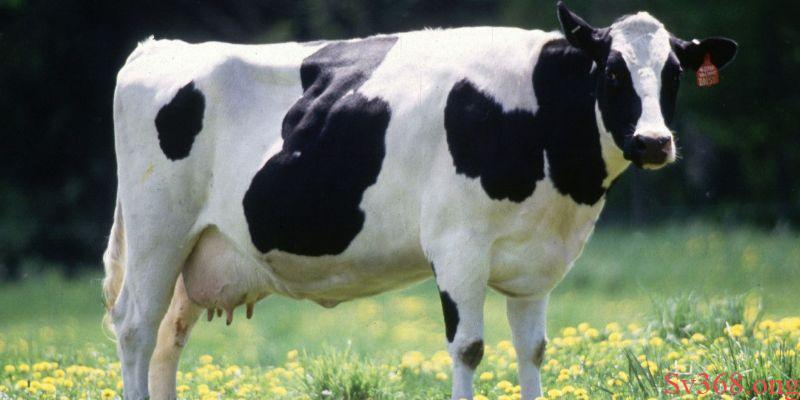 Giải mã một số giấc mơ về những chú bò