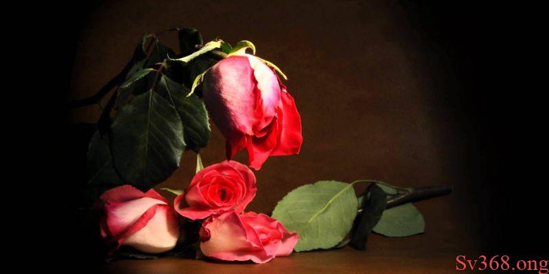 Mơ thấy hoa hồng