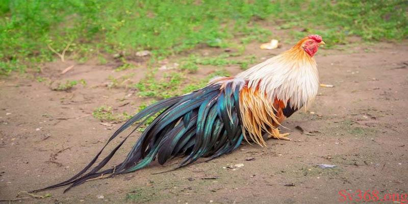 Tổng Hợp Kỹ Thuật Nuôi Gà Tre Tân Châu Đơn Giản Hiểu Quả 1 kỹ thuật nuôi gà tre Tân Châu