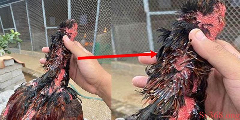 Cách Nhận Biết Gà Thay Lông Và Chế Độ Chăm Sóc Tại Sv368 3 Cách nhận biết gà thay lông