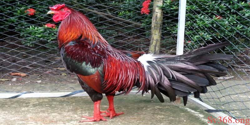 Chia Sẻ 4 Cách Nuôi Gà Đá Chân Mạnh Cực Hay 2025 6 Cách nuôi gà đá chân mạnh