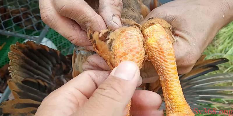 Gà Bị Sưng Khớp Chân Và Những Điều Mà Người Nuôi Cần Biết 3 Gà bị sưng khớp chân đi lại khập khiễng, vết sưng đỏ, gây đau, khó chịu