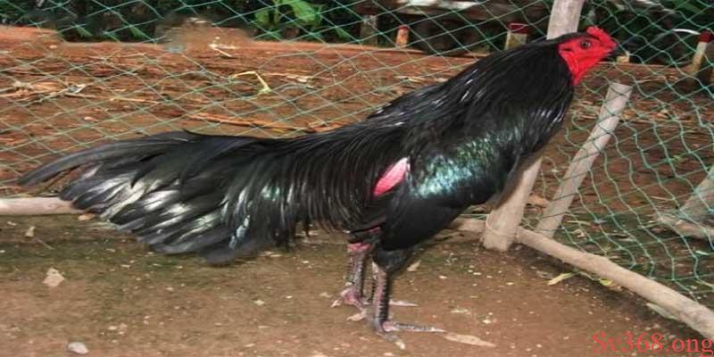 Khám Phá Cách Làm Cho Gà Lì Đòn Hiệu Quả Mà Sv368 Chia Sẻ 4 Chế độ ăn trong cách làm cho gà lì đòn hơn