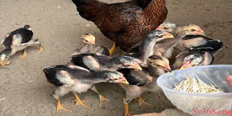 Sv368 - Mẹo Cách Nuôi Gà Chọi Cho Người Mới Chọi Hiệu Quả 6 Tùy mỗi giai đoạn sẽ có cách ăn khác nhau