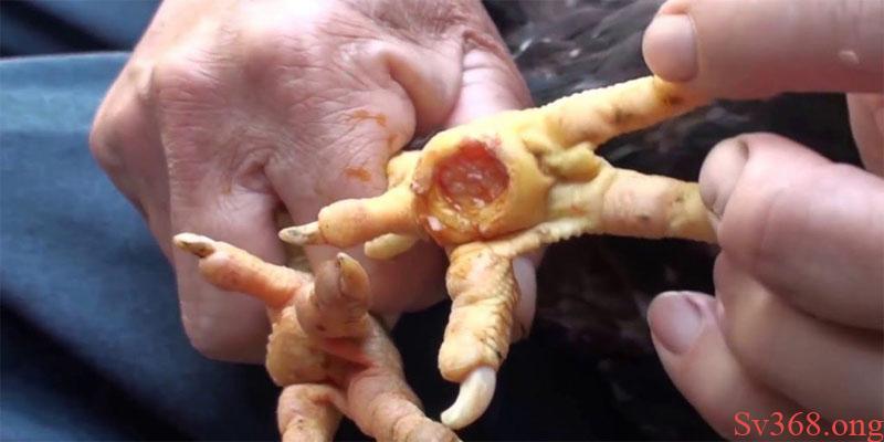 Cách Trị Gà Bị Lậu Đế Hiệu Quả, An Toàn Cho Sức Khỏe 2025 6 Có nhiều nguyên nhân dẫn đến gà bị lậu đế cần lưu ý