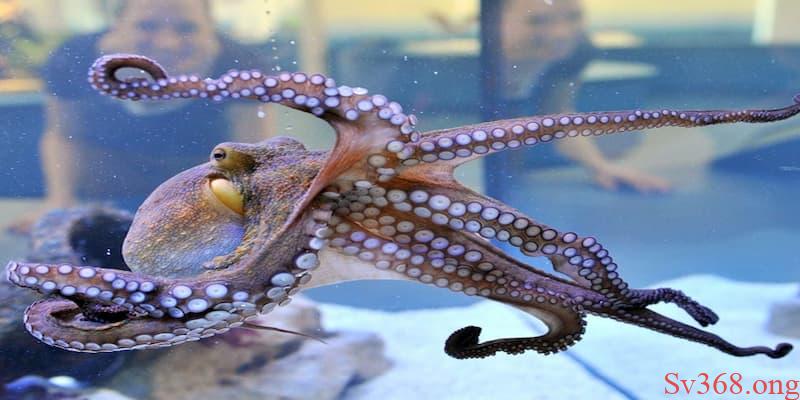 mơ thấy bạch tuộc