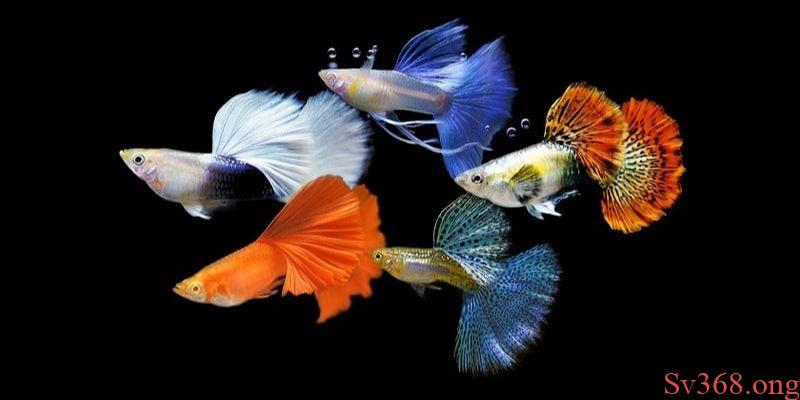 Mơ Thấy Bầy Cá - Khám Phá Chi Tiết Ý Nghĩa Giấc Mơ Từ Sv368 4 mơ thấy bầy cá