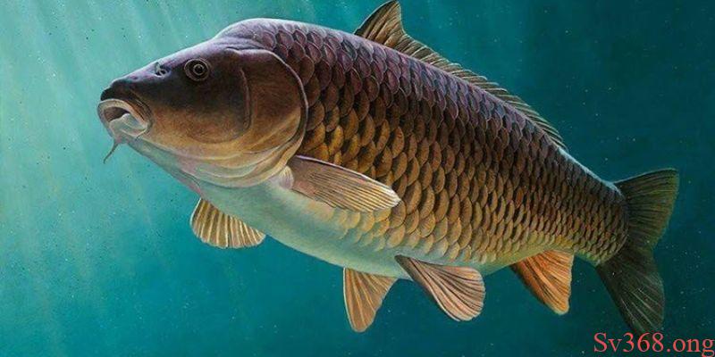 Sơ lược về ý nghĩa của loài cá chép