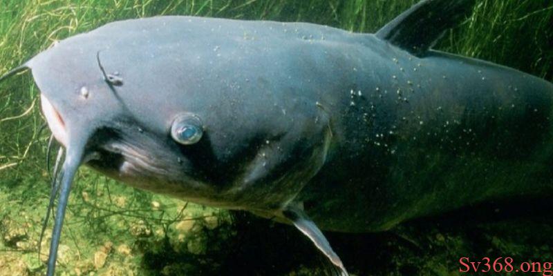 Mơ Thấy Cá Trê - Sv368 Giải Mã Ý Nghĩa Và Con Số May Mắn 8 Mơ thấy cá trê