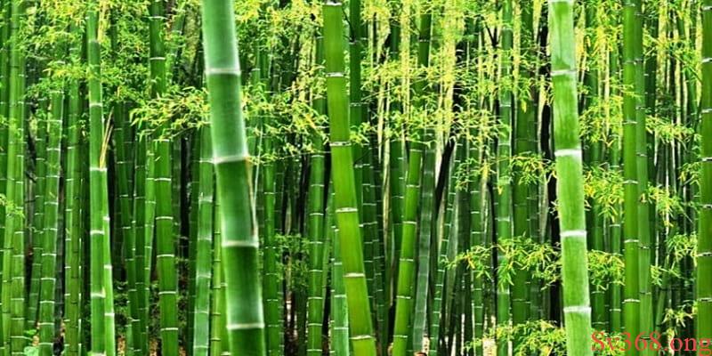 Mơ Thấy Cây Tre Tốt Hay Xấu? Bật Mí Con Số May Mắn Ở Sv368 2 Ngủ mơ thấy cây tre xuất hiện cả bụi