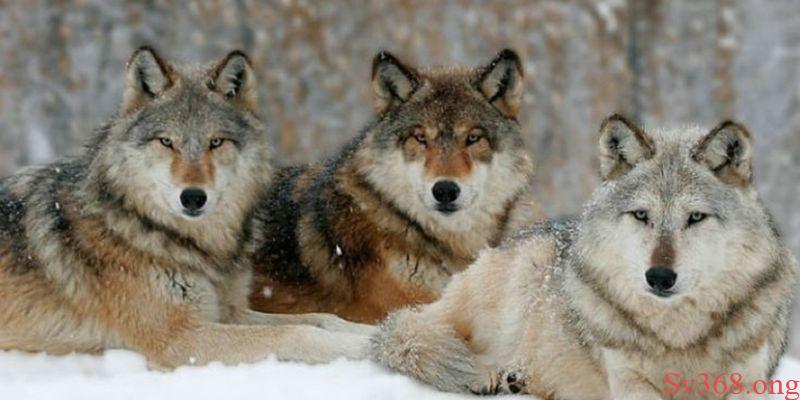 Mơ thấy chó sói - Giải mã ý nghĩa và điềm báo tại Sv368 13 Mơ thấy chó sói