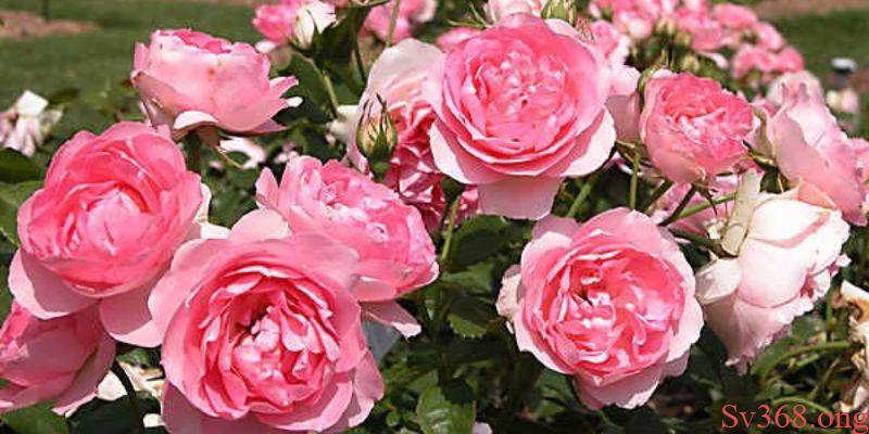 Mơ Thấy Hoa Hồng Là Điềm Xấu Hay Dữ? Giải Mã Cùng Sv368 7 Mơ thấy hoa hồng