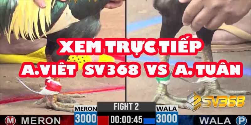 Highlight A Việt SV368 vs A Tuấn: Trận Cầu 100 Triệu Không Khoan Nhượng