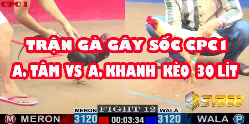 Kết Quả Gây Sốc: Gà A Tâm Thua Khó Tin, A Khanh Bất Ngờ Thắng Kèo 30 Triệu!